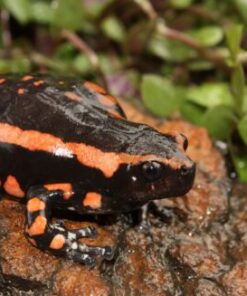 https://dmtbulksupplies.com/product/phrynomantis-bifasciatus-toad-venom/